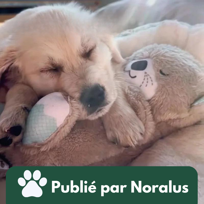 Peluche pour chien